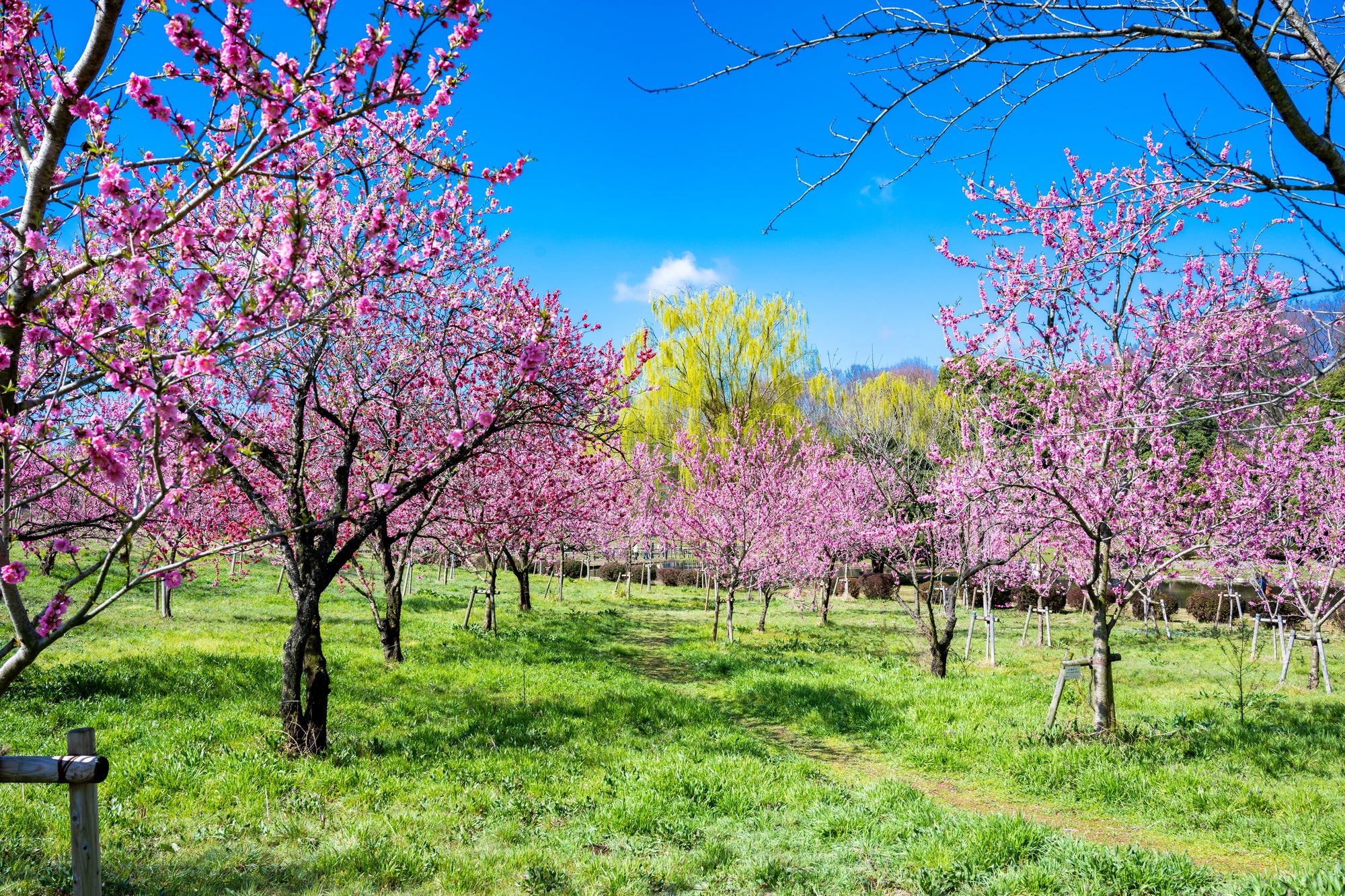 【埼玉県内発】 埼玉県の皆様限定！さくら・花桃　春を束ねた”花日和”＆4つのフルーツの恵み♪ 春の大決算市ミステリーツアー 日帰り1