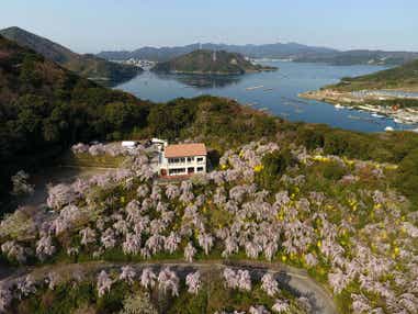 【愛媛県内発】 徳島の春を満喫!枝垂れ桜の名所「花見山」と徳島城跡・徳島中央公園、妙見山公園 日帰り