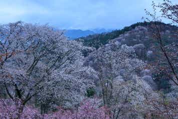 【京都エリア発】 一目千本！世界遺産「吉野千本桜」と多武峯「談山神社」・日本のはじまり「橿原神宮」　桜名所めぐり　日帰り1