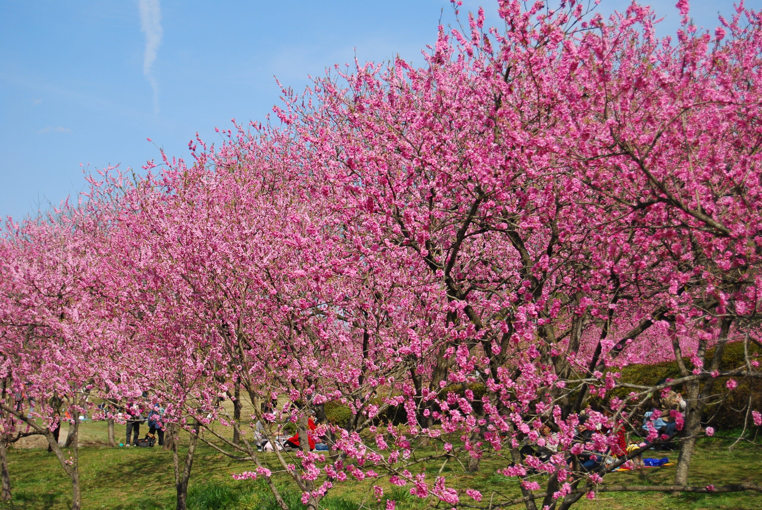 ★催行決定★【京成船橋発】埼玉・茨城　春の三景お花めぐり《幸手権現堂・熊谷桜堤・古河公方公園》＜コースNo.25-1152-A＞（京成トラベル）3