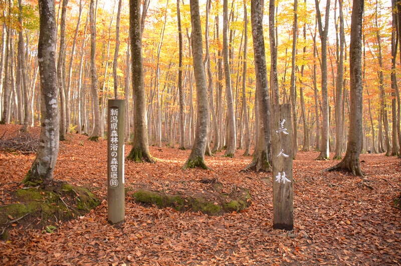 【千葉県内発】 紅葉に染まる晩秋の越後～清津峡・美人林・長岡もみじ園・松雲山荘ライトアップ～２日間3