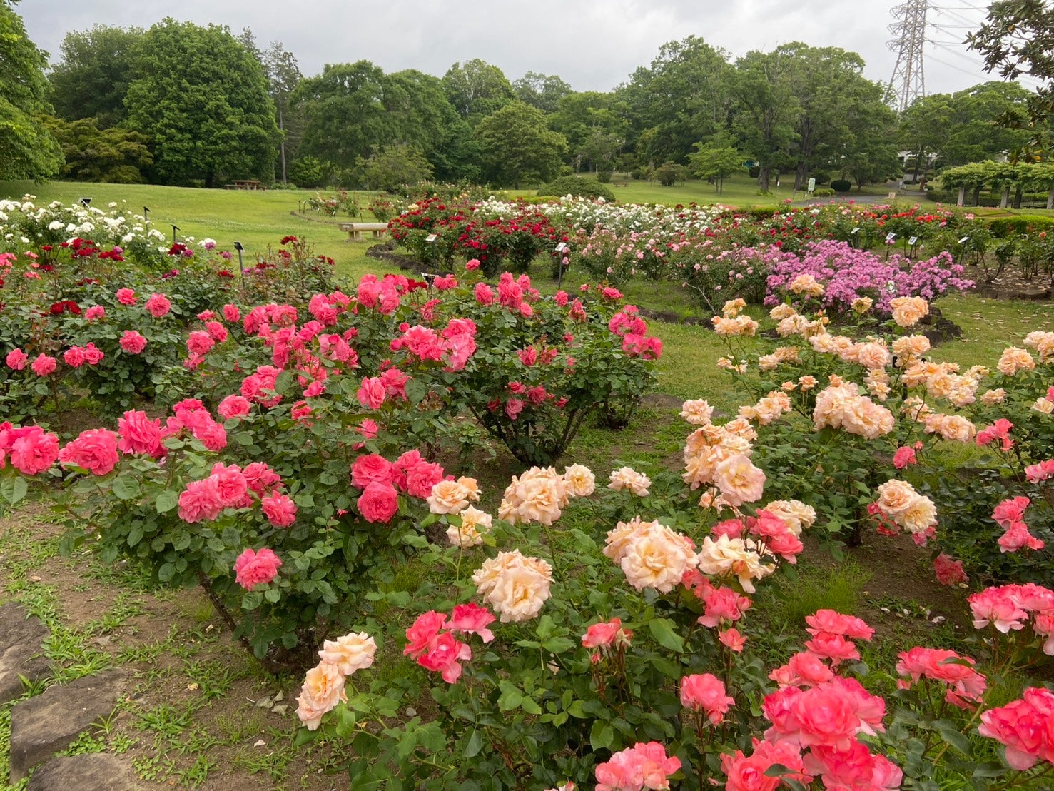 ★催行決定あり★《ハイキング》【京成船橋発】　茨城県植物園＆県民の森ウォーキング＜コースNo.26-1037＞（京成トラベル）2