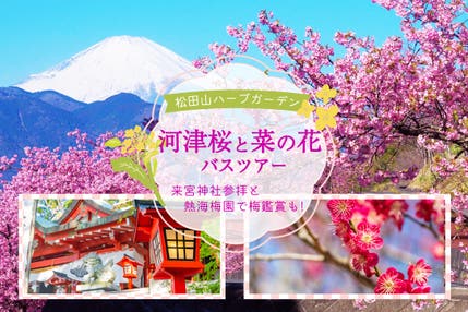 早咲きの河津桜と菜の花＆熱海梅園バスツアー
～来福・縁起のパワースポット来宮神社参拝～