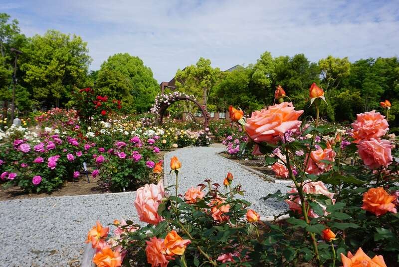 【神奈川県内・町田発】 県下最大級のハウス「イチゴザンマイ」 ラストシーズンいちご狩り食べ放題＆いちご１箱（約１㌔・加工用）詰め放題 「ミレーの美術館」山梨県立美術館・芸術の森公園のバラ 　日帰り3