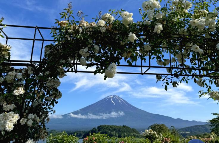 [品川/新宿LOVE発]新倉山浅間公園や大石公園などいろんな角度から富士山の感動の景色を望む！昼食は自由にお好きな場所で！富士山絶景撮影ポイント巡りの日帰りツアー！(英語ガイド付)3