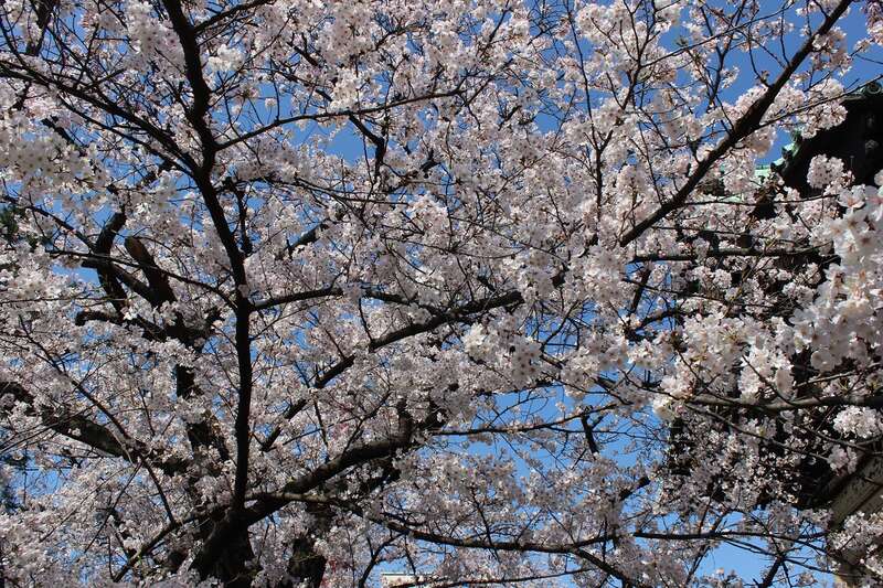 【茨城県内発】 春らんまんミステリーツアー1