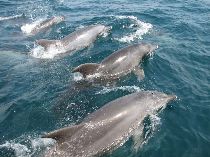 【鹿児島県内／熊本駅発】 D&S列車「A列車で行こう」利用！天草海鮮グルメとイルカウォッチング2日間1