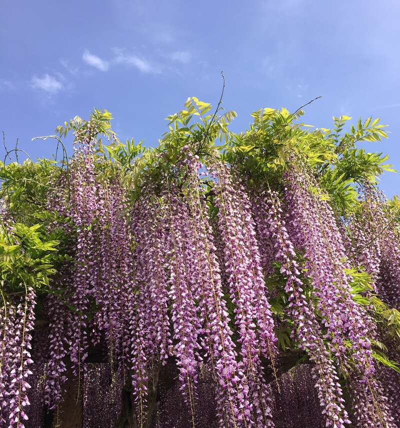 【高知県内発】 大三島藤公園と平山郁夫美術館、しまなみミニクルーズ　日帰り1