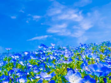 🔥催行確定日多数あり🔥【新宿発】8,000円台～ぶっとび格安✨ひたちなか『ネモフィラの丘』青の絨毯を堪能💙＆『あしかがフラワーパーク』大藤棚のライトアップ鑑賞(入場料込）