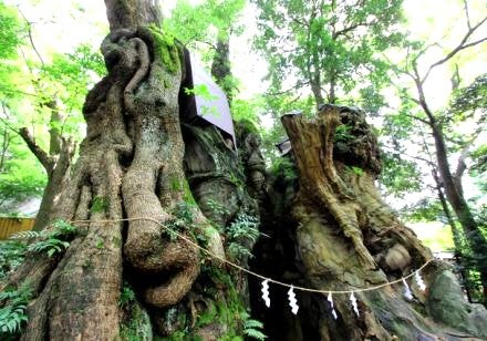 ＜Web割対象商品＞【キングツアーバス旅】初夏の紫の絶景！世界三大花木ジャカランダと来福・縁起のパワースポット來宮神社　早川漁港で名物海鮮丼〔府中・調布・狛江発〕2