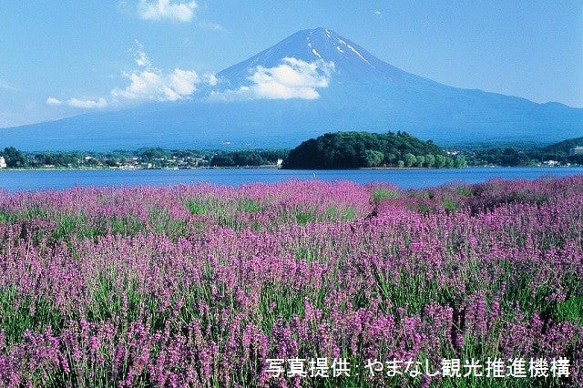 ■【山梨】おいしい山梨♪旬のももを味わう夏の絶景旅！旬のもも狩り＆ご当地グルメ『ほうとう』をご堪能！富士山とラベンダー彩る絶景旅に、大人気「桔梗信玄餅詰め放題」！1