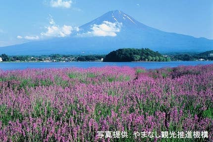 ■【山梨】おいしい山梨♪旬のももを味わう夏の絶景旅！旬のもも狩り＆ご当地グルメ『ほうとう』をご堪能！富士山とラベンダー彩る絶景旅に、大人気「桔梗信玄餅詰め放題」！