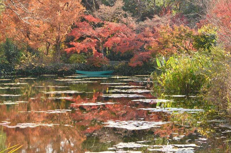 【高知県内発】  北川村・秋色に染まる「モネの庭」マルモッタンと魚梁瀬（やなせ）森林鉄道乗車 日帰り1