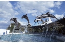 ★『今行ける能登』団体旅行応援キャンペーン★１名参加ＯＫ！【岡崎発】＊１泊３食付＊『のとじま水族館と和倉温泉』3