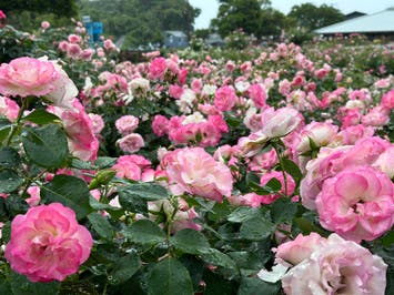 約850種が広がる芳醇の水俣バラ園鑑賞と海の恵みを味わう貝汁・わっぱめしの昼食　日帰りバスツアー🚌