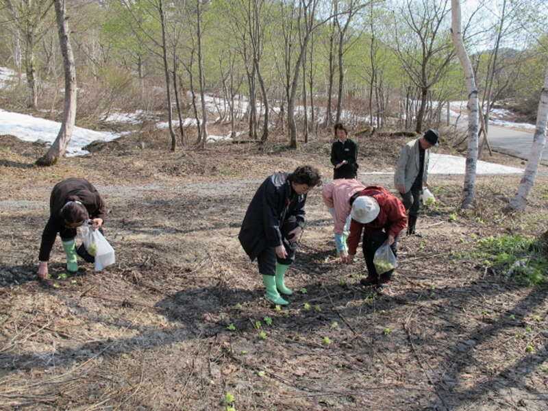 【東京駅・上野駅・大宮駅・高崎駅発】 越後津南高原で体験　ガイド付＆ホテル敷地内で安心！本場山菜狩り 紅ズワイガニを含む約５０種類のディナーバイキングと雲上テラス湯沢高原ロープウェイ　２日間1