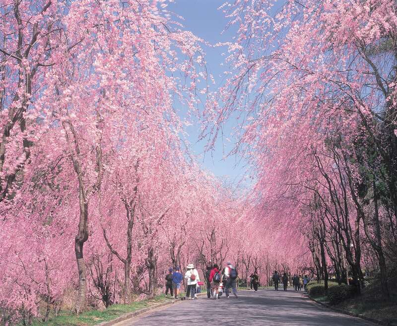 【岡山・倉敷発】 ～春色の絶景！世羅桜めぐり～「世羅甲山ふれあいの里」と「世羅高原農場」　日帰り1