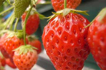 ＜千葉・津田沼・松戸発＞なんと『60分間』伊豆のいちご狩り食べ放題＆約400本の『かんなみ河津桜まつり』9,400円～9,900円3