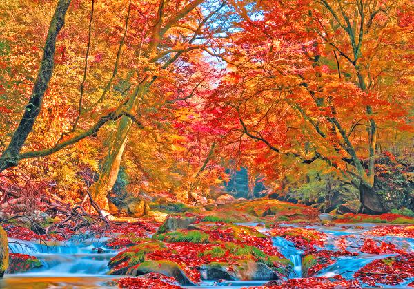 旅して応援♪ がまだせ熊本♬ 紅葉の菊池渓谷とカントリーパークの秋バラと鉄板焼実演付 黒毛和牛ランチバイキング3