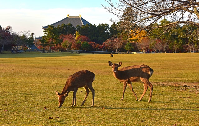 【福岡・熊本・鹿児島県内／博多駅・小倉駅発】 いにしえの奈良・紅葉ロード2日間 ～法隆寺・奈良公園・談山神社・長谷寺・室生寺～2