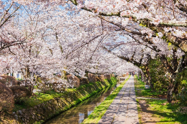 【山口県内発】 春の京都を彩るライトアップ寺院＆さくら名所めぐり 伊勢神宮両参り正式参拝２日間1