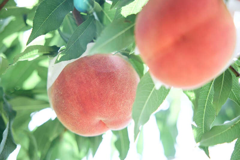 【富山県内発】 フルーツ王国やまなし　桃狩り食べ放題と桃１箱お土産付　石和温泉に宿泊甲州・富士山ひんやり２日間1