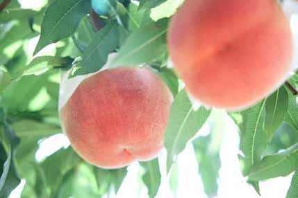 【富山県内発】 フルーツ王国やまなし　桃狩り食べ放題と桃１箱お土産付　石和温泉に宿泊甲州・富士山ひんやり２日間