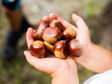 中部発 日帰り 栗づくしのお食事&お土産付!恵那でびっ栗!?どーんと1kgの栗拾い!