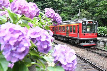 箱根登山鉄道あじさい電車と富士箱根ぐるっと周遊2日間【藤井寺・五位堂・橿原神宮・大和八木発】