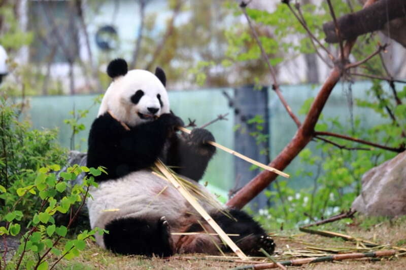【福島県・新幹線駅（福島駅・郡山駅・新白河駅）発】 パンダに会いたい！　日本でパンダを見られる最後のチャンスかも 上野動物園と人気のはとバス「2階建てオープンバス」TOKYOパノラマドライブ 日帰り1