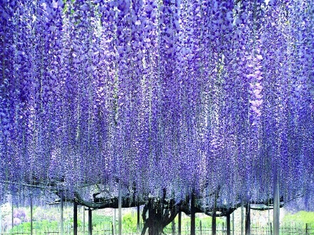 【東京発】青の絨毯「ひたち海浜公園」ネモフィラの丘とあしかがフラワーパーク「大藤」観賞2