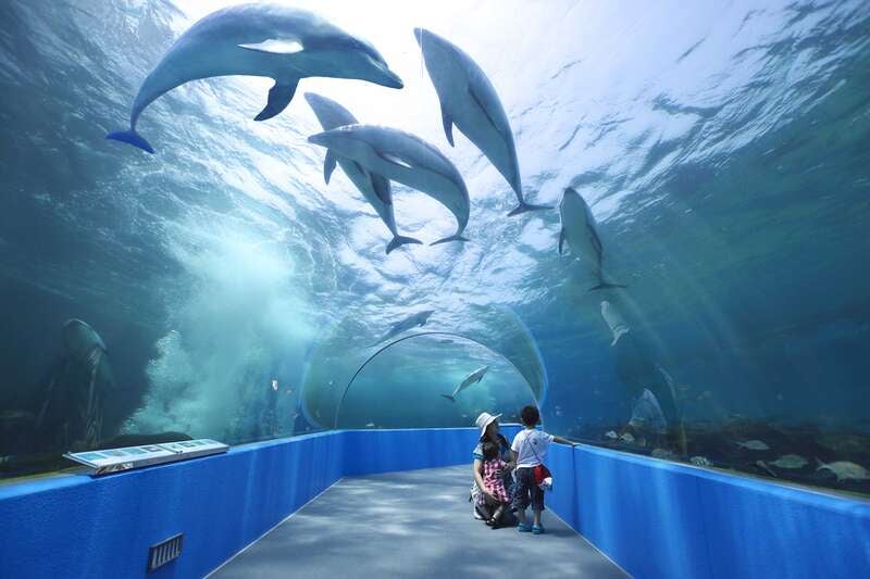 【富山県内発】 「今行ける能登！団体旅行応援キャンペーン」対象コース  のとじま水族館と金沢名物ハントンライスのご昼食！3