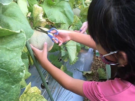 中部バス旅　約５万本の人気のあじさい祭りとメロン１玉狩り＆１玉持ち帰り＋１／４試食付！2