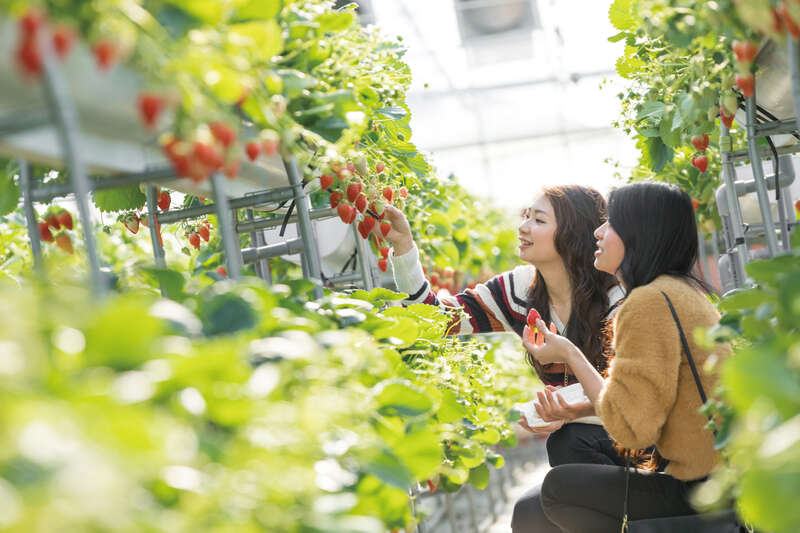【神奈川県内・町田発】 冬の幻想イベント！山中湖アイスキャンドルフェスティバルと 甲州いちご狩り食べ放題　日帰り3