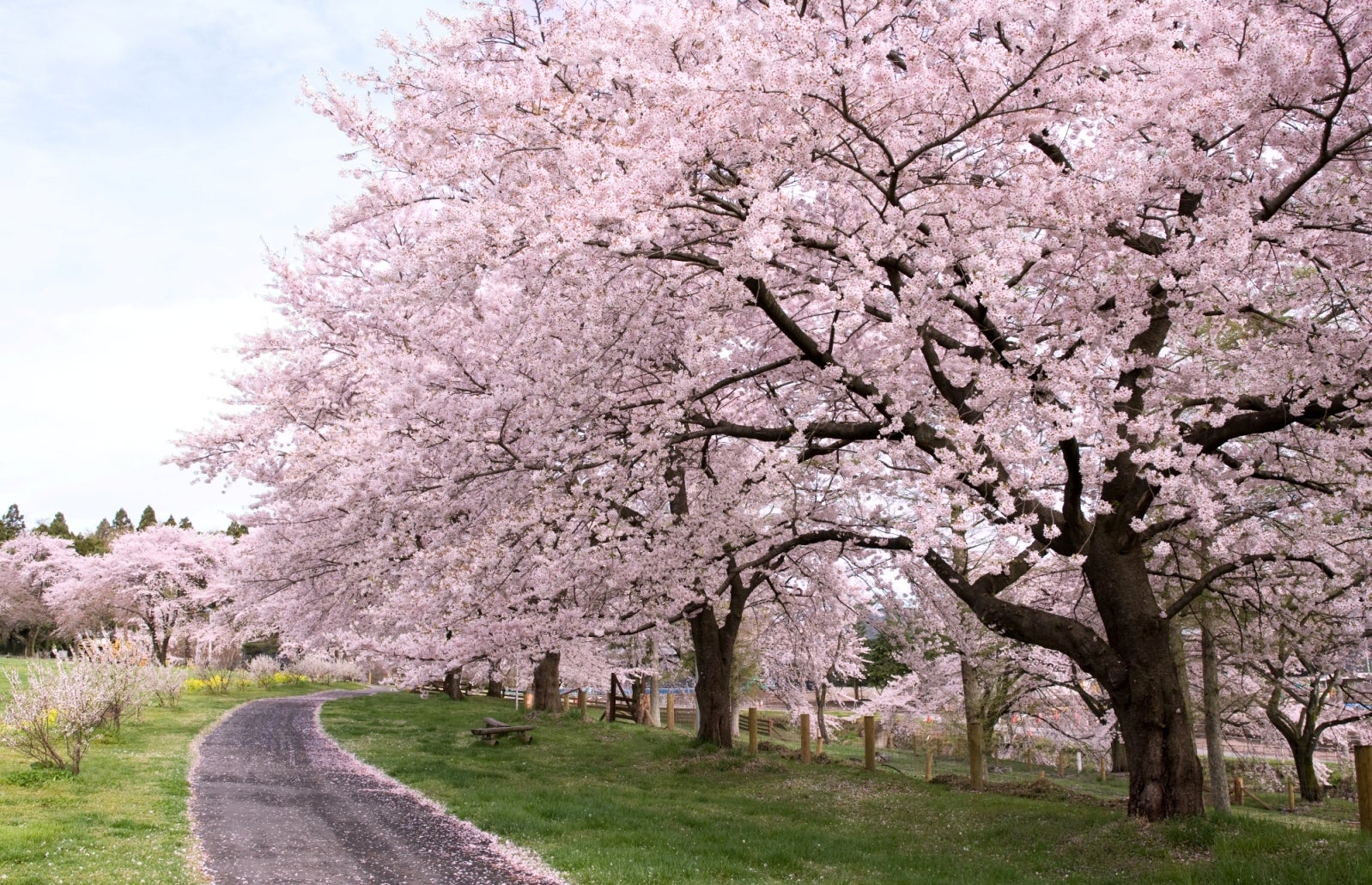 【大阪駅・新大阪駅・京都駅・敦賀駅・福井駅・金沢駅発】 榛名雲海桜＆赤城南面千本桜と名湯万座・四万温泉3日間1
