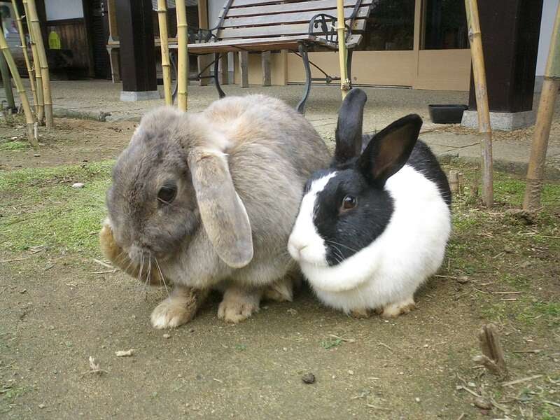 【富山・高岡・砺波エリア発】  バレンタイン・ホワイトデー感謝祭！ベリースィートなミステリーツアー　日帰り3