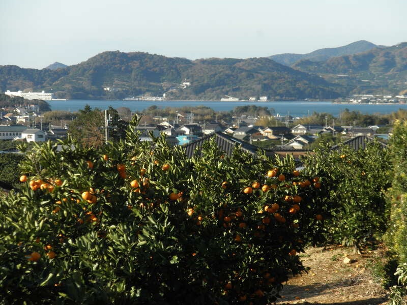 【富山県内発】 奥浜名湖三ケ日温泉「浜名湖レークサイドプラザ」に泊まる　三ケ日みかん狩り　と　遠州紅葉巡り1