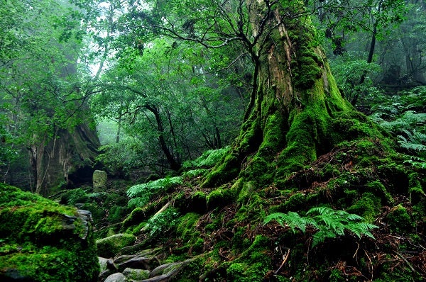 縄文杉トレッキング　屋久島３泊４日の旅1