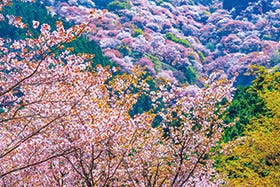 福崎・社　発
№1801 滞在時間3時間！世界遺産　吉野千本桜