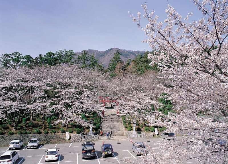 【群馬県内発】 第81回 新潟おいらん道中・越後大河津分水さくらまつり 弥彦神社のシダレサクラ 日帰り2