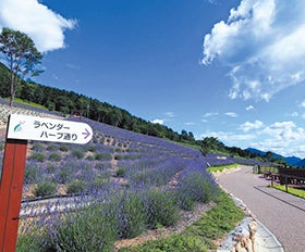 新大阪・西宮・三田　発
鍛冶屋廃線ウォーキングとラベンダーパーク3