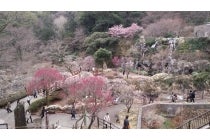 【碧南・高浜・刈谷・知立発】＊１泊３食付＊伊豆の花の名所　『熱海梅園・河津桜・さくらの里と南伊豆・下田温泉』2