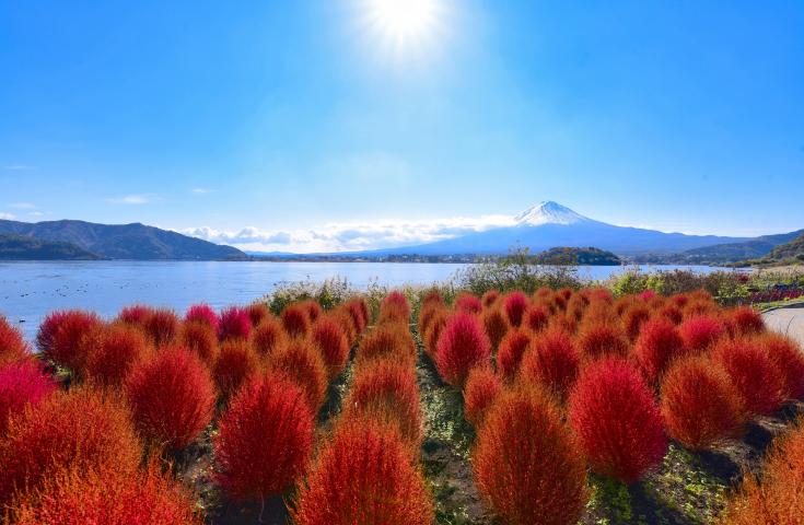 [品川/新宿LOVE発]新倉山浅間公園や大石公園などいろんな角度から富士山の感動の景色を望む！昼食は最高級ランク「A5」世界的にも有名な「神戸牛しゃぶしゃぶ」をご堪能！富士山絶景撮影ポイント巡りの日帰りツアー！(韓国語ガイド付)2