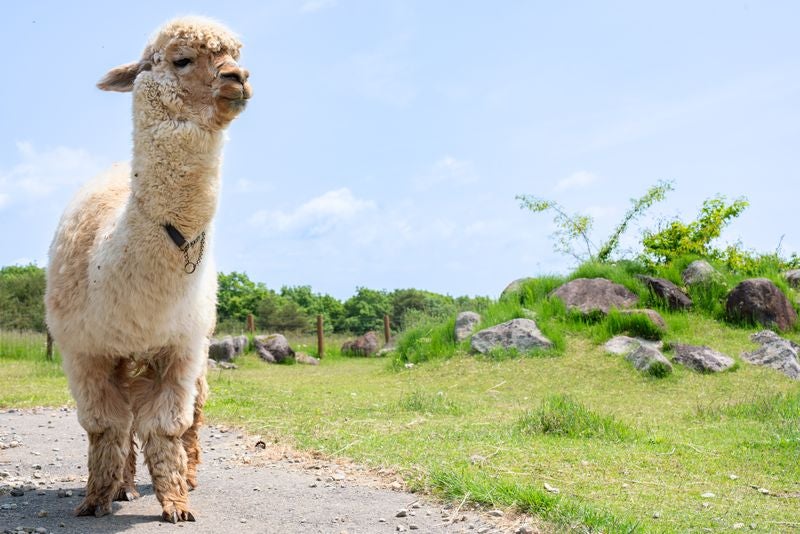 【東京駅・上野駅・大宮駅発】 往復新幹線利用！1,200円分金券付！春休み！那須どうぶつ王国！ 往復ロープウェイ利用！雪解けの百名山！茶臼岳 標高1,900ｍに広がる銀世界と春の訪れ3