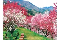 【野並・原・赤池・本郷発】＊日帰り軽食弁当付＊Ｌｅｔ’ｓハイキング！『花桃咲き誇る園原の里から天空の楽園ヘブンスそのはらを歩こう』1