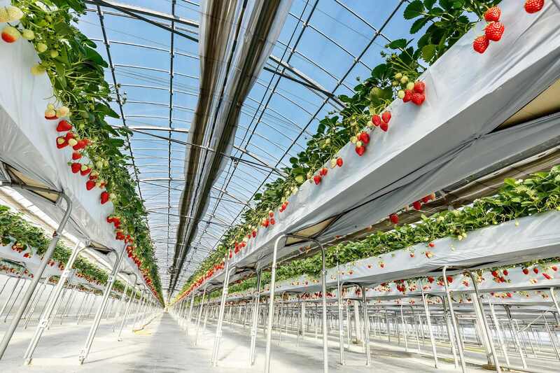 【大阪府内発】 滋賀県最大級「いちご園フェリーチェ」いちご狩り食べ放題とホテルで食す「カジュアルランチ」　滋賀・日帰り2