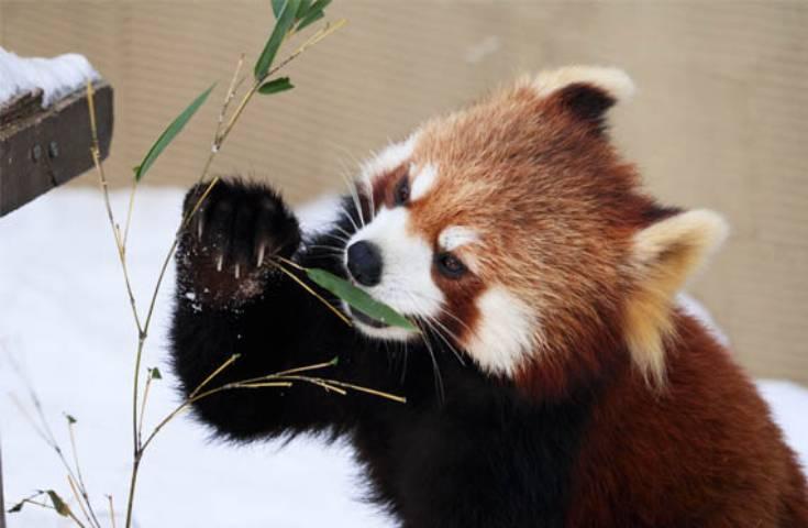 [札幌発]【11/11～3/31】行動展示で一躍人気になった旭山動物園をたっぷり満喫！冬しか味わうことの出来ない幻想的なライトアップした青い池散策3