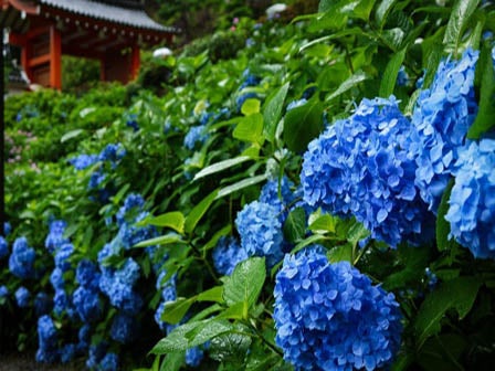 中部バス旅　２万株の紫絵巻“三室戸寺”と花手水発祥の地“楊谷寺”2