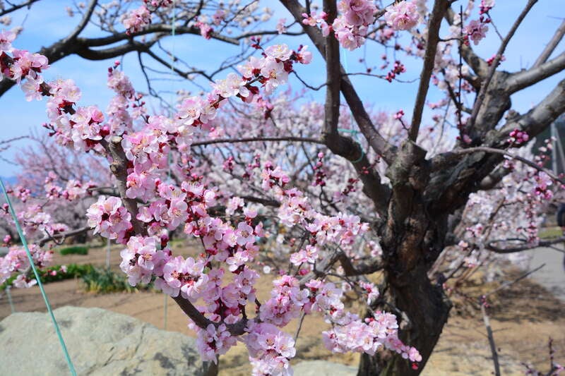 【大宮駅発】 一目十万本のあんずの里『第71回あんずまつり』と真田氏ゆかりの地上田散策　日帰り2