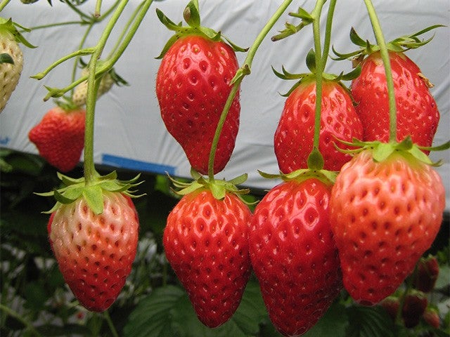 ■【山梨】山梨が冬でもアツいんです！不動の人気【桔梗信玄餅詰め放題】＆いちご狩り食べ放題♪さらに世界遺産「富士山」山麓のＳＮＳ映えスポットへご案内1